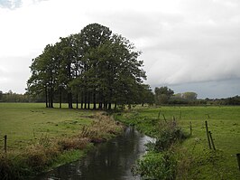 Tongelreep bij Achtereind (Aalst)