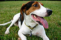 Treeing Walker Coonhound