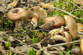 Tricholoma populinum