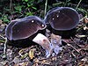 The black velvet bolete (Tylopilus alboater)