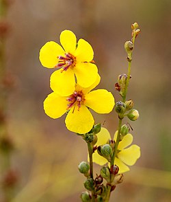 Φλόμος ο κολπώδης (Verbascum sinuatum).