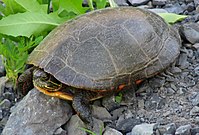 A brown tortoise