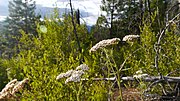 Çiçeklenmiş Achillea millefolium