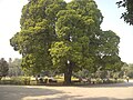 Cây hoa sữa ở Bagh-e-Jinnah, Lahore