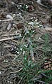 Färber-Meier (Asperula tinctoria)