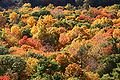 Sonbaharda bir orman manzarası; Connecticut, ABD.