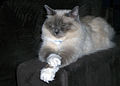 A 2+1⁄2-year-old blue point Birman male