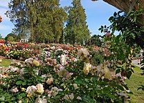 Blooming Roses at Huntington Library in San Marino, California, United States, April 2022