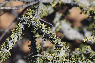 subsp. foetida, foliage