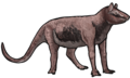 Cebochoerus