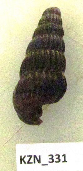 Cerithidea decollata