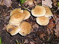 Collybia dryophila sin. Gymnopus dryophilus