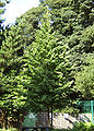 Bir parka yer alan genç Türk fındığı ağacı