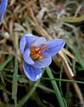 Crocus cancellatus close-up