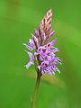 Dactylorhiza fuchsii: inflorescense, Photo by Kristian Peters