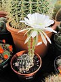 Echinopsis obrepanda