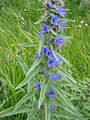 Echium vulgare