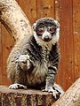 hamvas maki (Eulemur mongoz)