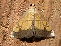 Evergestis limbata