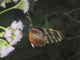 Heliconius hecalesia