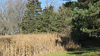 Cattails near Sheridan Park pond