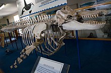 Ein Foto eines Skeletts des Orcas in einem Museum. Der Kopf des Skeletts befindet sich in der rechten Bildhälfte im Vordergrund, während der Schwanz in der linken Bildhälfte im Hintergrund abgebildet ist. Über dem Skelett hängt eine Infotafel, die bis auf den abschließenden Satz AUSTRALIA IS NOW AN ANTI-WHALING NATION nicht lesbar ist. Vor dem Skelett steht eine weitere Infotafel, die mit AGE OF OLD TOM überschrieben ist, der restliche Text ist jedoch nicht vollständig sichtbar.