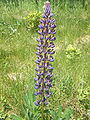 Vielblättrige Lupine (Lupinus polyphyllus)