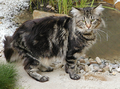 Maine-Coon-Katze