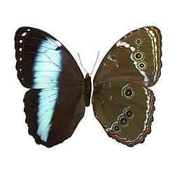 Morpho achilles