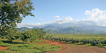A sisal plantation in Morogoro, Tanzania: The Uluguru Mountains can be seen in the background.