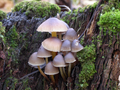 Mycena inclinata