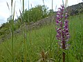 Helmknabenkraut (Orchis militaris) im FND „Steppenheide Bachwingert“ im unteren Hergstbachtal