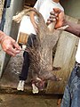 Der Afrikanische Quastenstachler wird auf Märkten in Kamerun als Bushmeat angeboten.