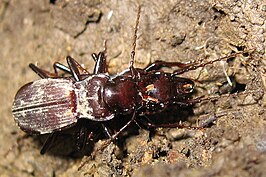 Pterostichus microps