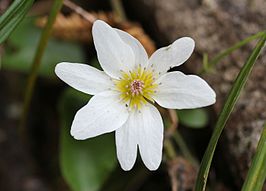 Clematis paniculata