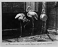 Frères Séeberger: Flamingos im Pariser Jardin des Plantes, Aufnahme von 1905