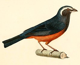 Pseudosaltator