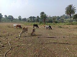 Shikaripara village area animal