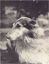 Lad, the rough collie featured in Terhune's stories