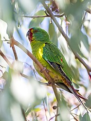 Swift Parrot