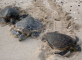 Zeeschildpadden