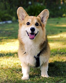 Welsh corgi Pembroke