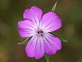 Agrostemma githago: blossom, Photo by Kristian Peters