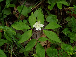 Anemone trifolia