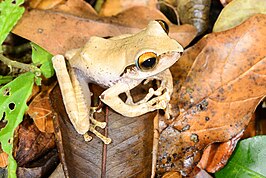 Boophis entingae