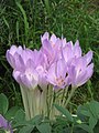 Colchicum lusitanum