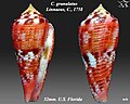 Conus granulatus Linnaeus, C., 1758