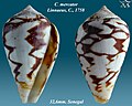 Conus mercator Linnaeus, C., 1758