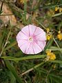 Convolvulus cantabrica