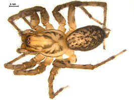 Coras lamellosus